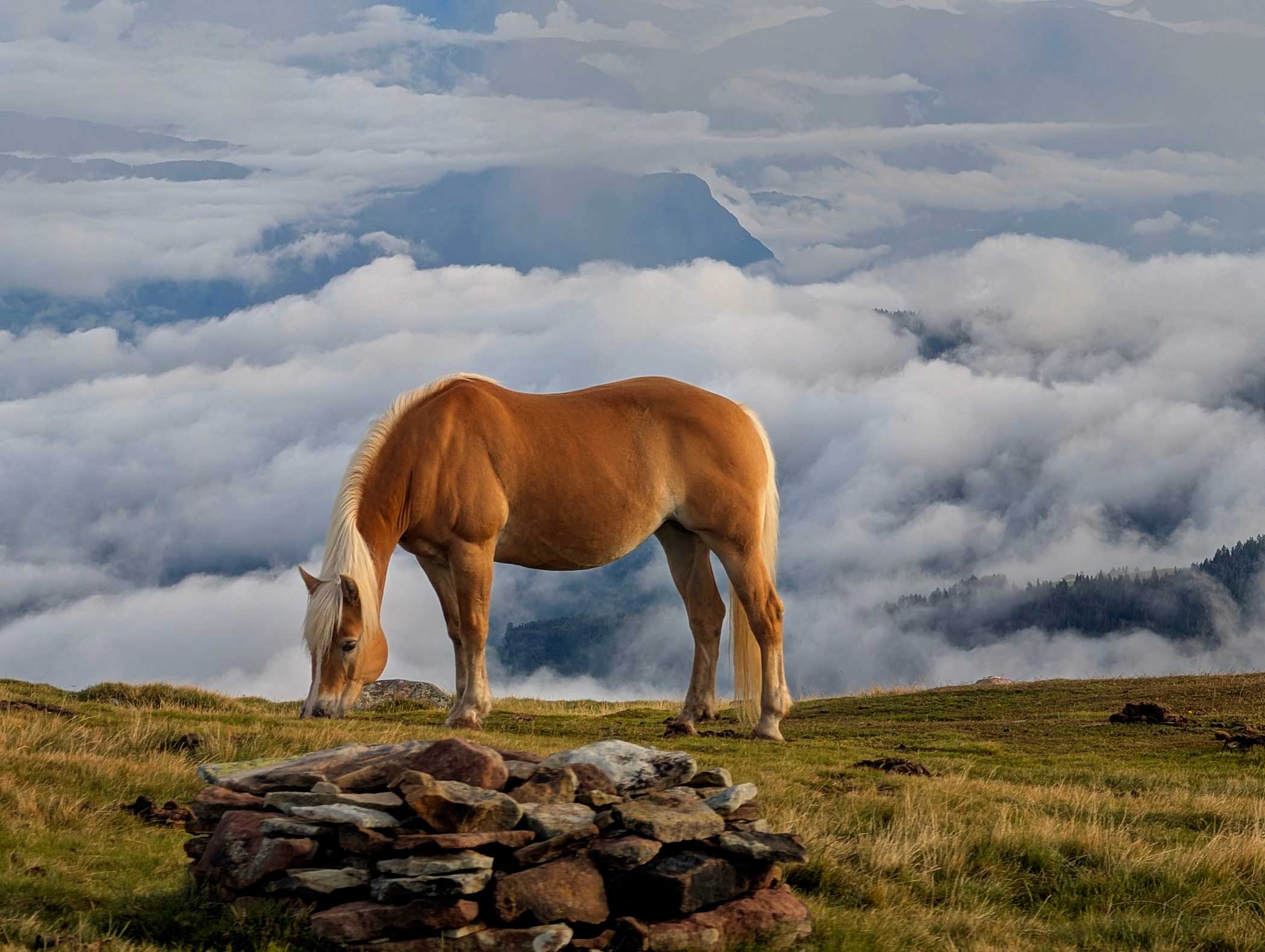 Ein hellbraunes Pferd grast auf einem Grashügel über den Wolken mit Bergen im Hintergrund und Felsen im Vordergrund. - Langfennhof