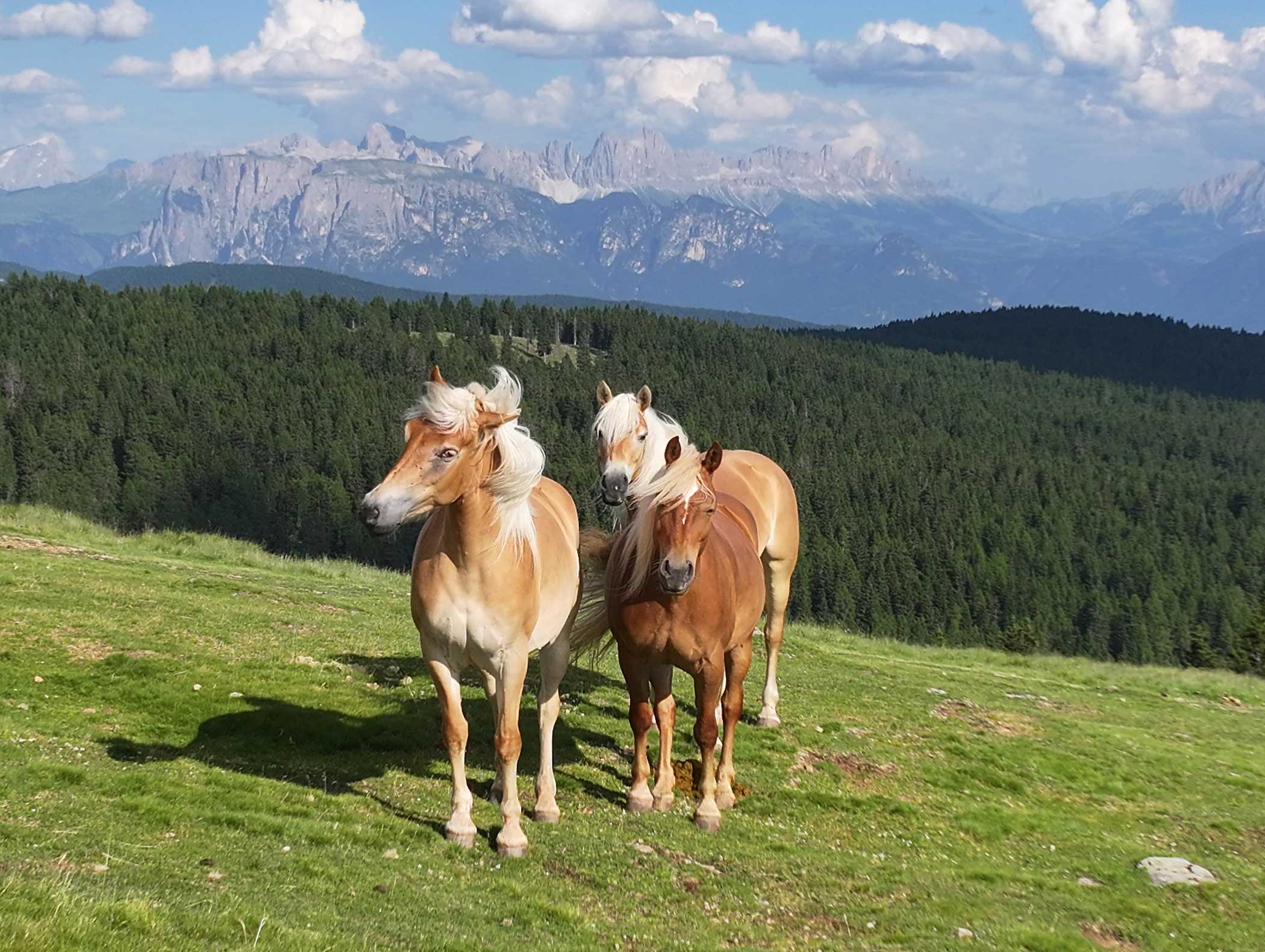 Drei hellbraune Pferde stehen auf einem grasbewachsenen Hügel mit einem Wald und Bergen im Hintergrund unter einem blauen Himmel. - Langfennhof