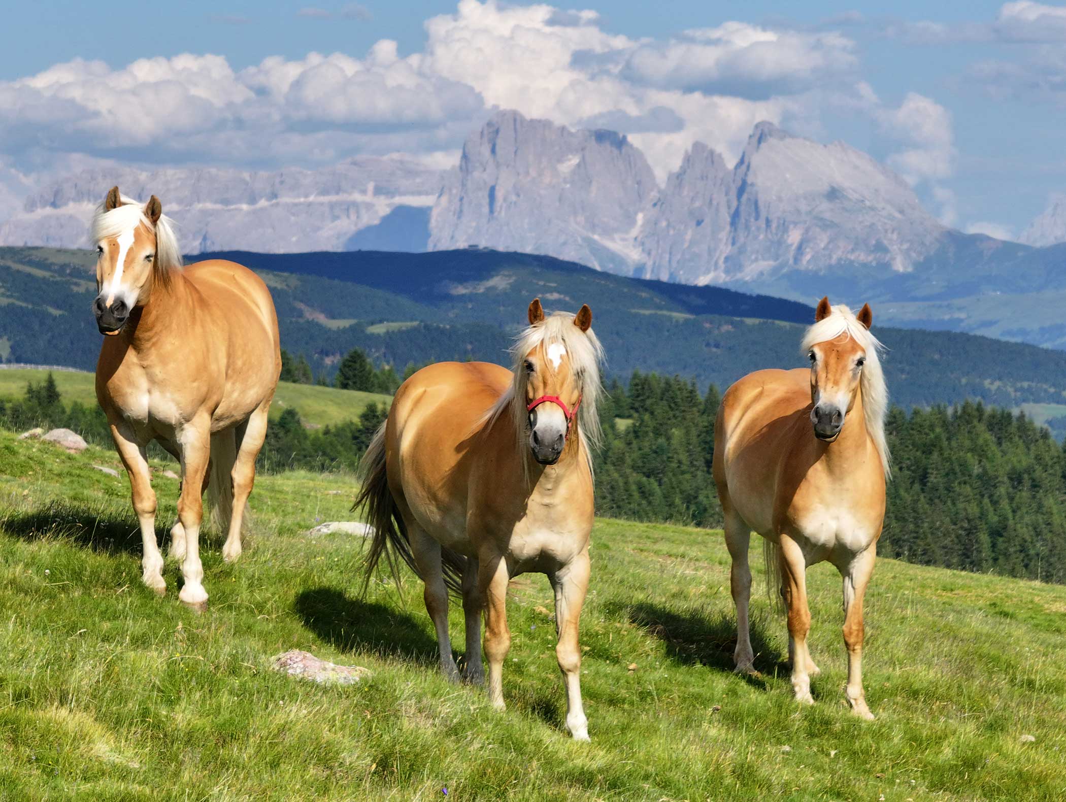 Drei braune Pferde mit blonden Mähnen stehen auf einem grasbewachsenen Hügel mit Bergen und Bäumen im Hintergrund. - Langfennhof