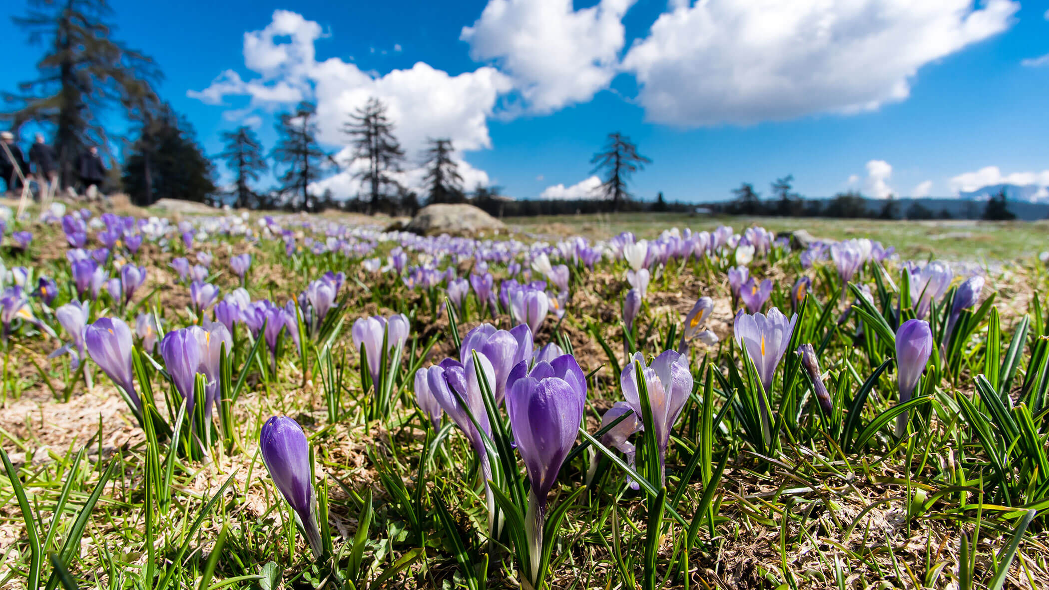 Krokusse im Frühling